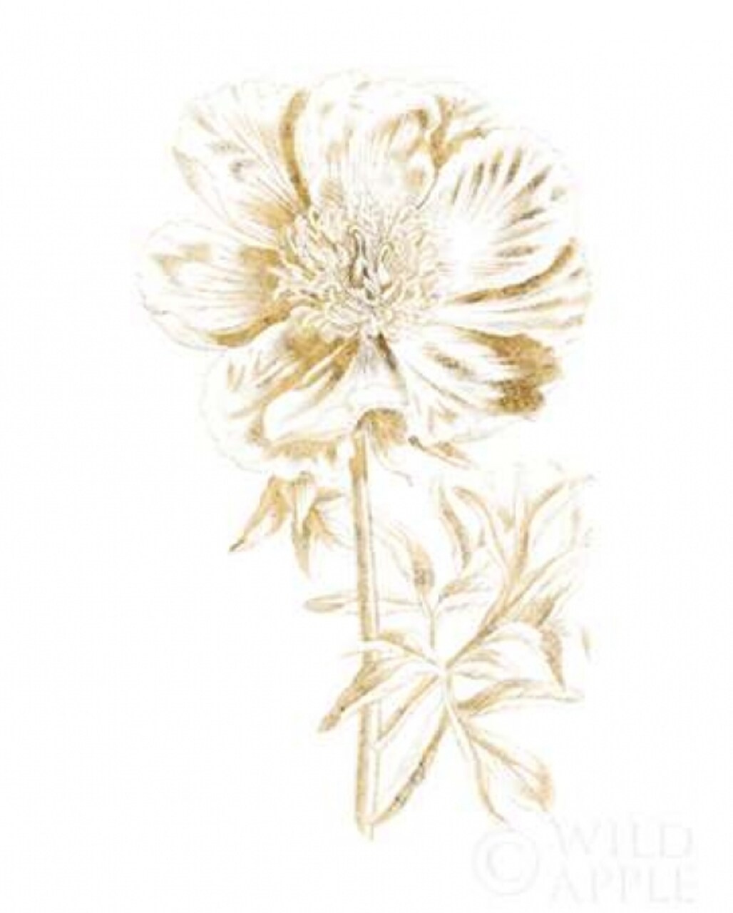 Gilded Botanical VIII Poster Print by Wild Apple Portfolio - Item # VARPDX31866